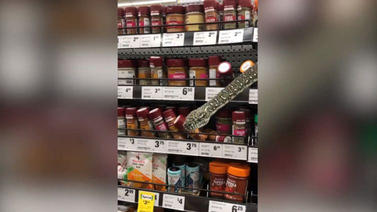 Serpente spunta tra gli scaffali al supermercato: la scena da brividi