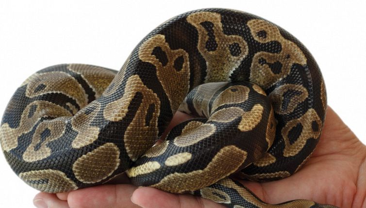 Biella, trova un pitone sul balcone mentre stende i panni