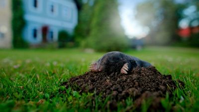 Talpe nel giardino o nell'orto? Ecco come liberarsene in modo eco