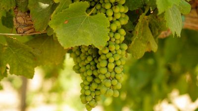 Uva da tavola: le qualità più buone da mangiare