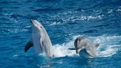 Nuotatore si perde al largo, i delfini arrivano in soccorso