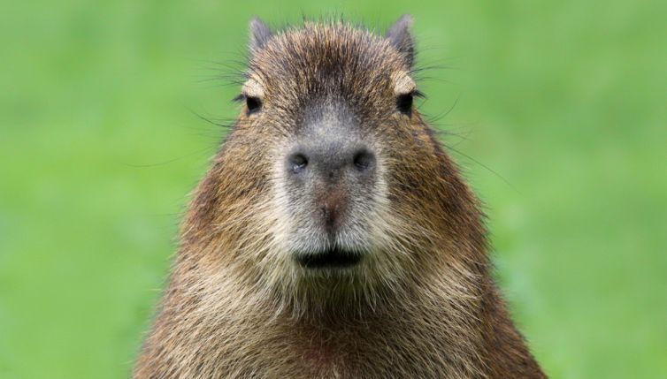 Capibara, chi sono gli animali che invadono le ville dei vip