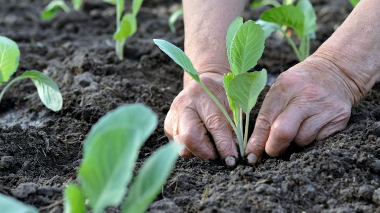 Cosa seminare a inizio settembre per l'inverno