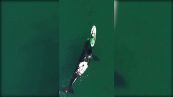 Balena gioca con surfista il video è meraviglioso