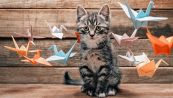 Il designer giapponese che crea cucce per gatti con gli origami