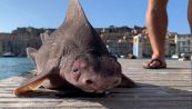 Avvistato il raro Pesce porco: di cosa si tratta