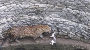 Il micino sfida il leopardo