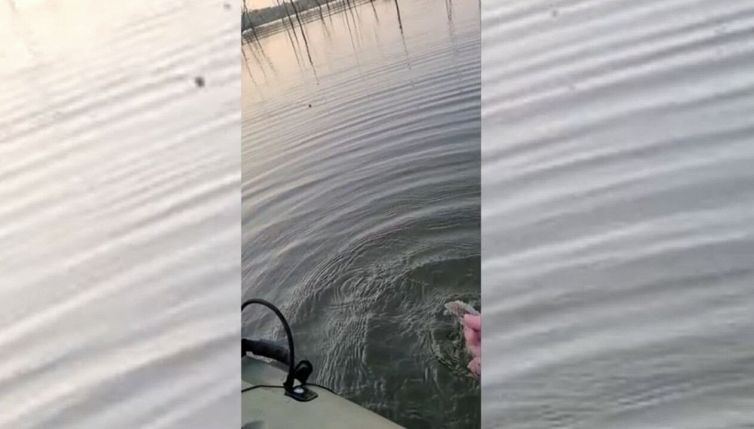 Lascia cadere del cibo in acqua: spunta un serpente