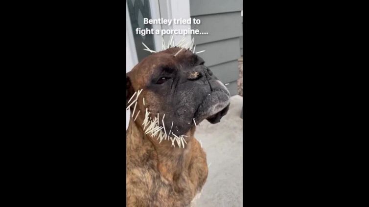 Il boxer sfida i porcospini e diventa una stella di TikTok