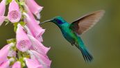 Le femmine di colibrì si ‘travestono’ per non essere molestate