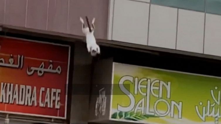 Salvano un gatto, la ricompensa è da capogiro