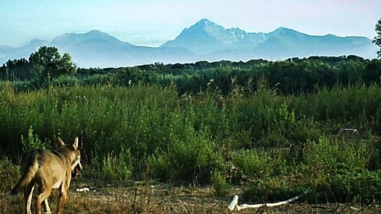Quattro lupi avvistati nei boschi: l’evento rarissimo in Toscana