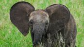 Elefanti gemelli nascono in Sri Lanka: non succedeva da 80 anni