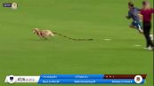 Cane invade il campo durante la partita: il video è tutto da ridere