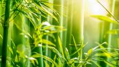Bambù da siepe: un rischio per il vostro giardino?