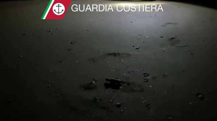 Nove tartarughe "Caretta Caretta" nate a Jesolo