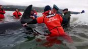 Cucciolo di orca alla deriva: il salvataggio è emozionante