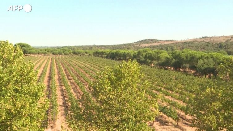 La vendemmia dei nudisti in Portogallo