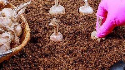 Settembre è il mese giusto per piantare lo zafferano