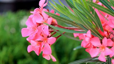 Attenzione all'oleandro: come comportarsi