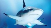 Petizione europea per fermare il commercio di pinne di squalo