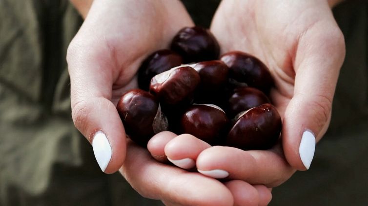 Castagne e castagne matte: attenzione alle differenze