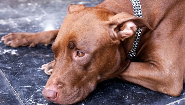 Appello social per adottare il pitbull abbandonato in una valigia