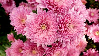 Crisantemo: come coltivarlo in vaso o in giardino