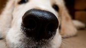 Alla scoperta dell’incredibile olfatto dei cani
