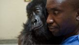 Ndakasi e André, l'incredibile amicizia tra la gorilla e il suo papà umano