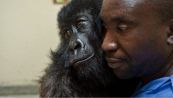 Ndakasi e André, l'incredibile amicizia tra la gorilla e il suo papà umano
