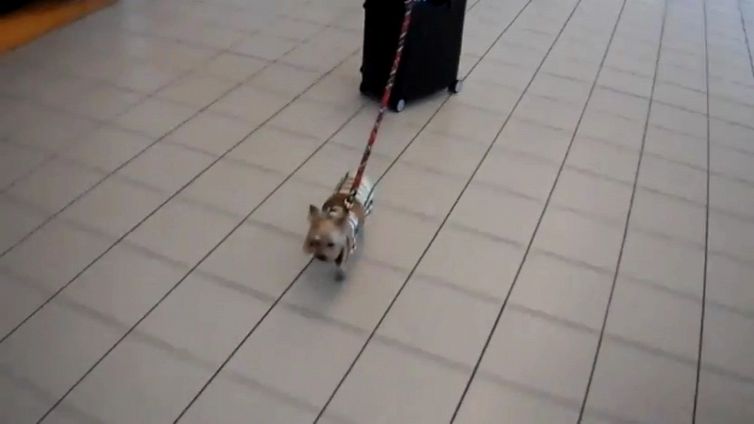 L'incredibile gesto del cagnolino all'aeroporto