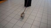 L'incredibile gesto del cagnolino all'aeroporto