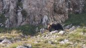 L’orso è tornato sui monti Sibillini dopo dieci anni