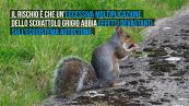 Perché l’Emilia Romagna è contraria allo scoiattolo grigio
