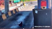 Il folle gesto della gallina al casello dell'autostrada