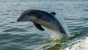 In pochi giorni trovati due delfini spiaggiati sulle coste dell’Adriatico