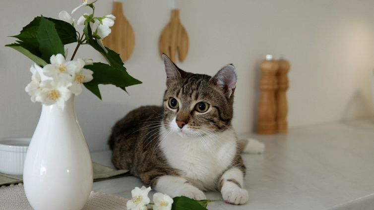 Cani e gatti, le 8 piante più velenose che forse hai a casa