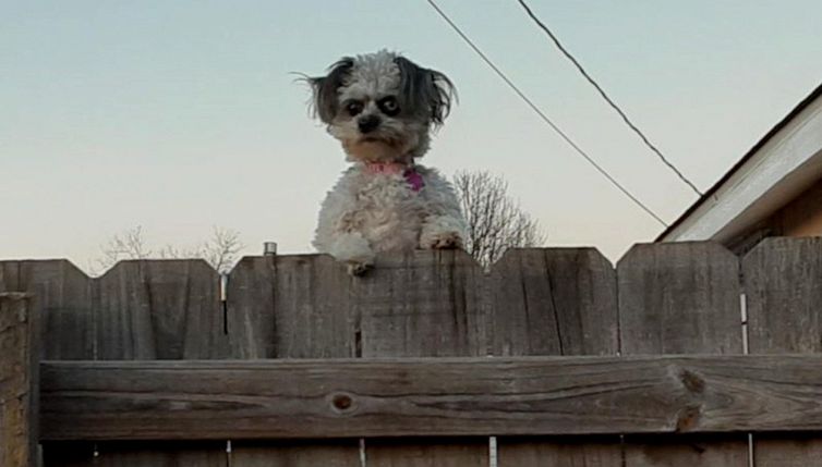 Il cane star del web che sembra il mostro di IT