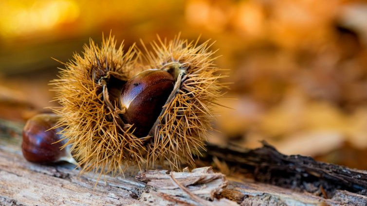 Castagne, le leggende da raccontare ai più piccoli