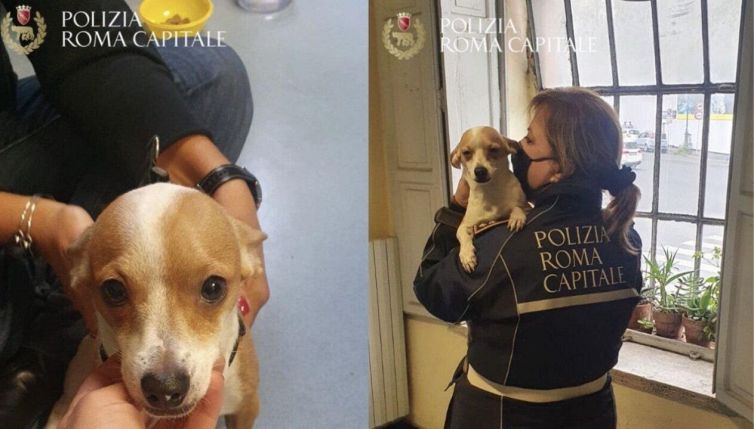 Perde il cane Milky durante la rapina: la storia a lieto fine