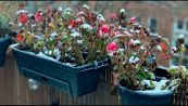 Le piante ideali da tenere in balcone con il freddo