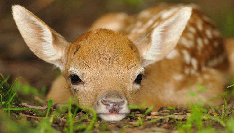 Lanciata un’iniziativa per salvare i daini in Emilia Romagna