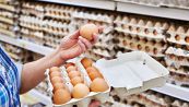 Dalle uova del supermercato possono nascere pulcini? La storia incredibile