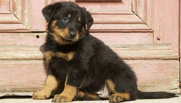 Ecco perché i cani inclinano la testa