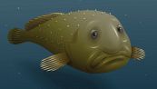 Pesce blob, alcune curiosità sul "mostro" degli abissi