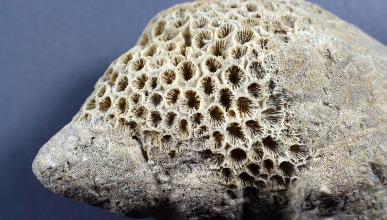 Fossili briozoi svelano un mistero sull’origine della vita: cosa sono