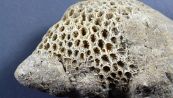 Fossili briozoi svelano un mistero sull’origine della vita: cosa sono