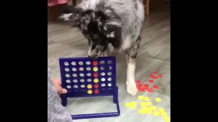 Il cucciolo di cane che gioca a Forza 4