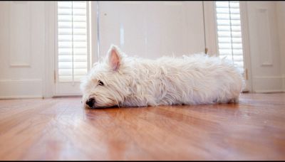 Perché i cani non dovrebbero essere lasciati da soli a lungo